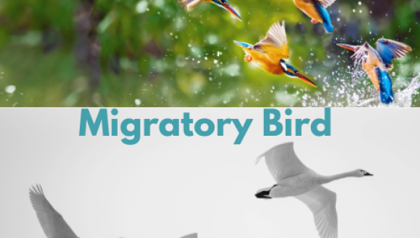 Migratory Birds