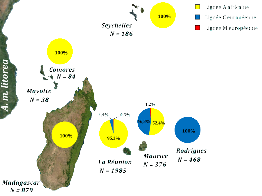 Cartographie des lignees genetiques dans les iles du SOOI lightbox